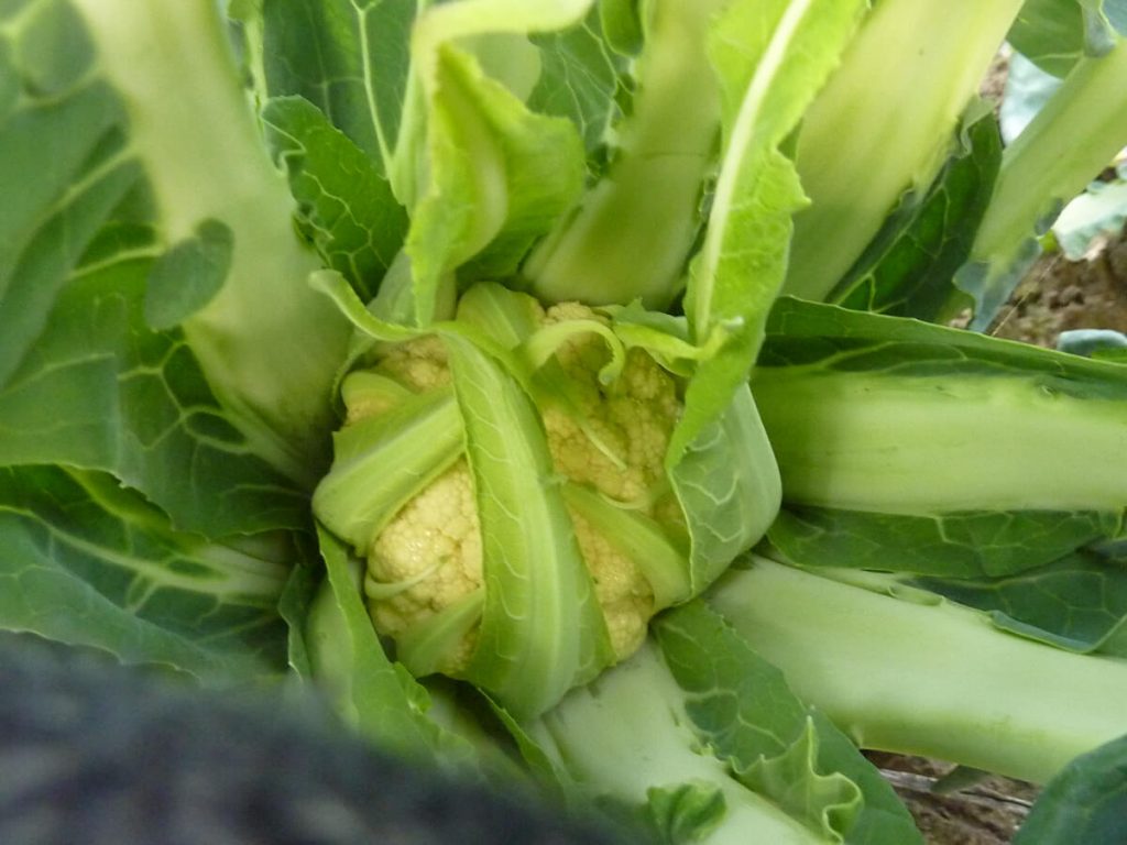 Broccolo di Torbole, caratteristiche e proprietà