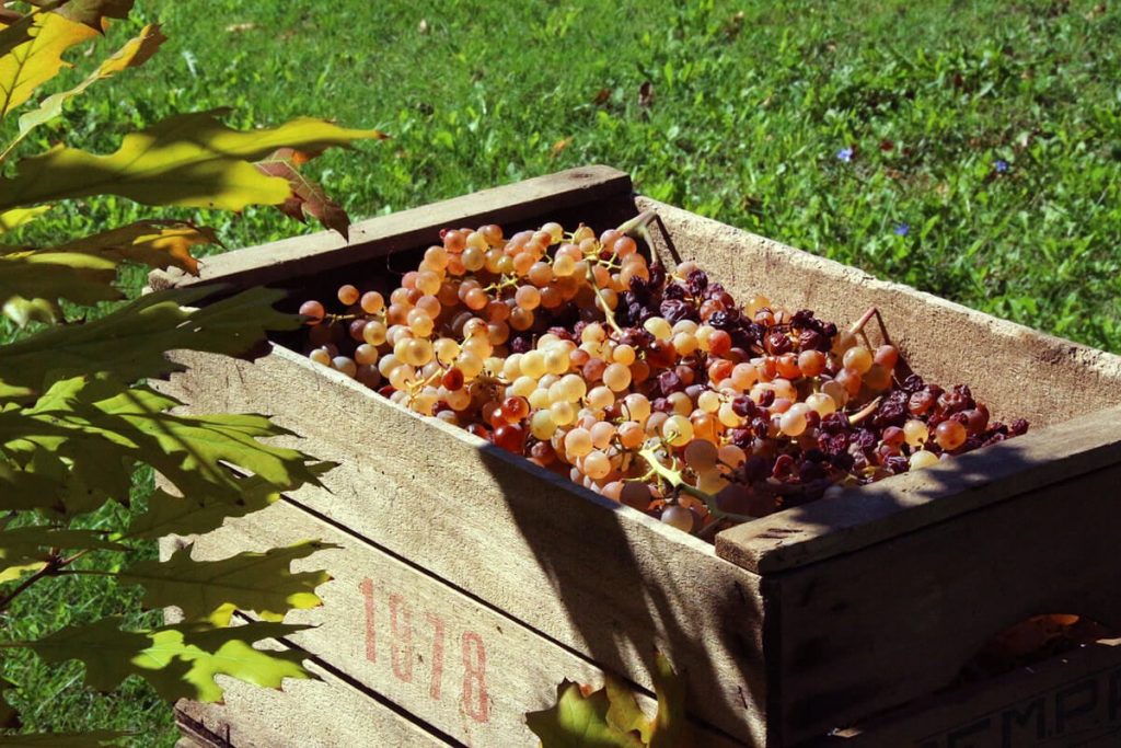 Futuro della vitivinicoltura dell’Emilia Romagna
