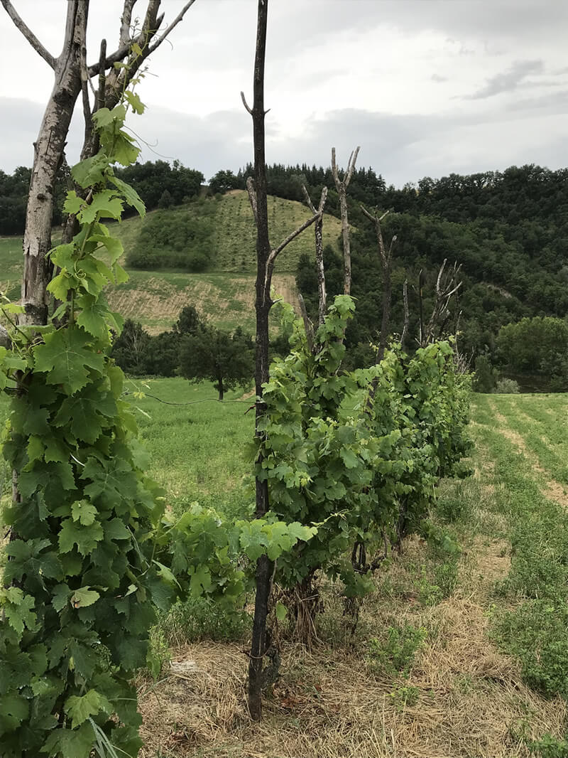 Differenze tra viticoltura integrata, biologica e biodinamica