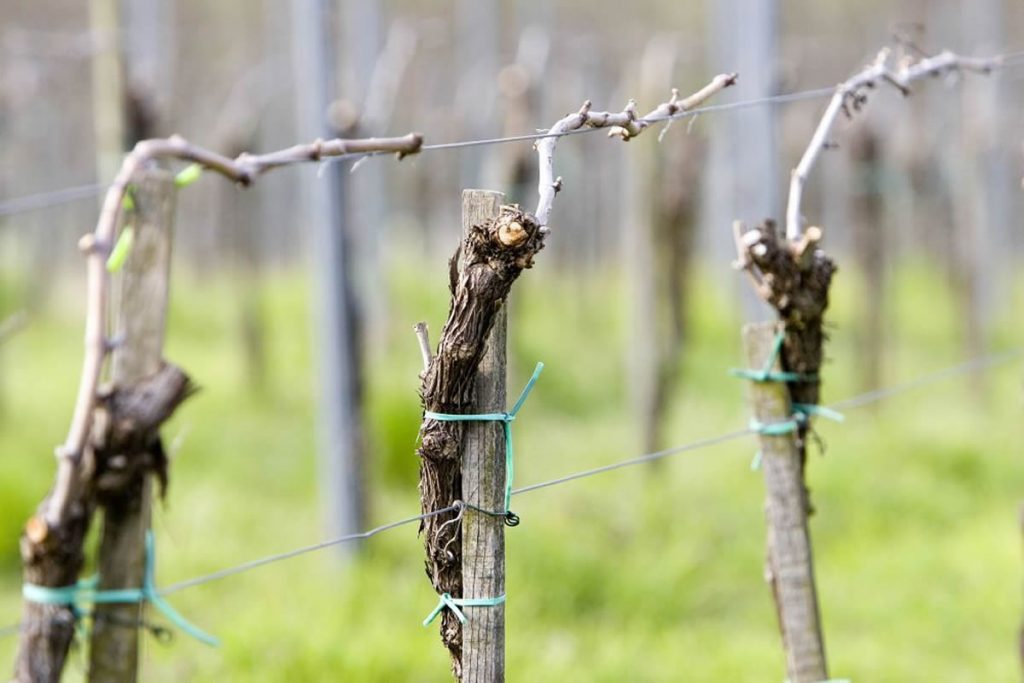 Convegno PIWI sui vitigni resistenti, esperti a Bassano del Grappa
