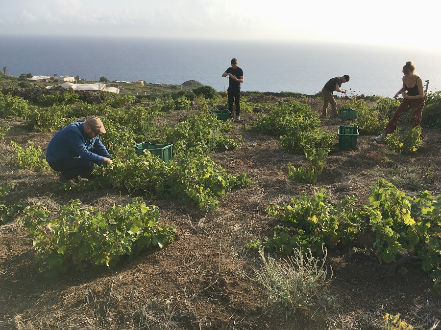 La viticoltura eroica di Pantelleria