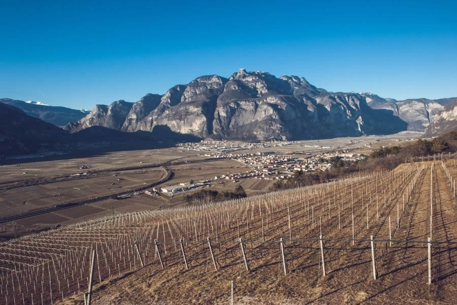 Vigneti di Teroldelgo Rotaliano DOC