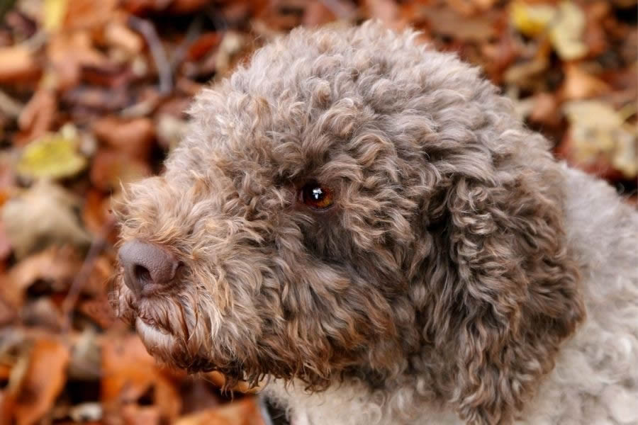 Vendita online Tartufo delle Marche