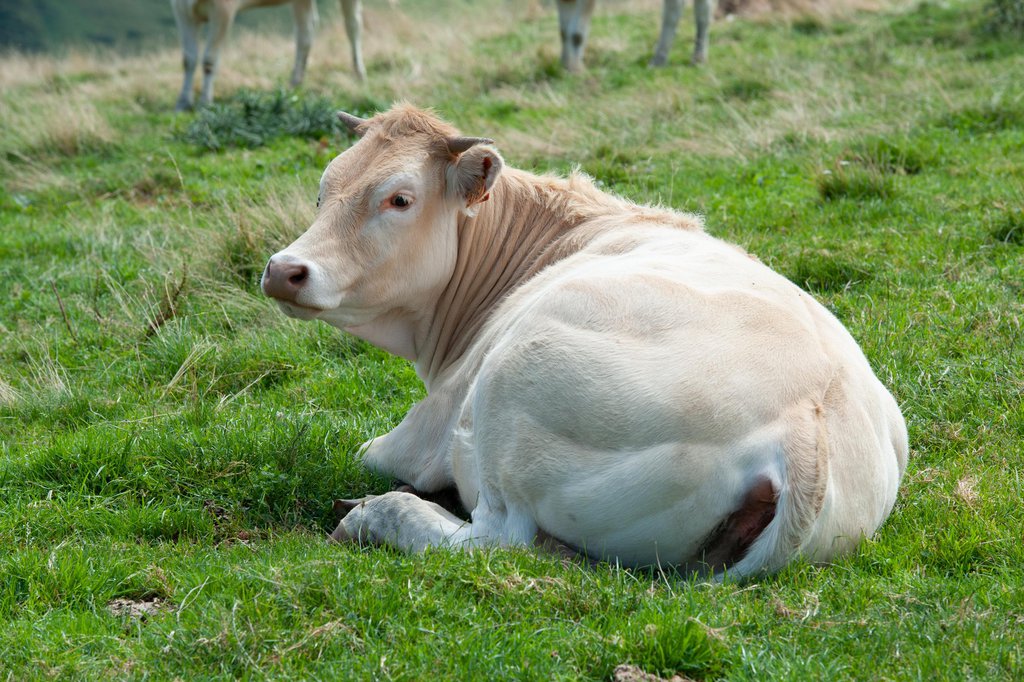 Bionda d'Aquitania: caratteristiche della razza bovina francese
