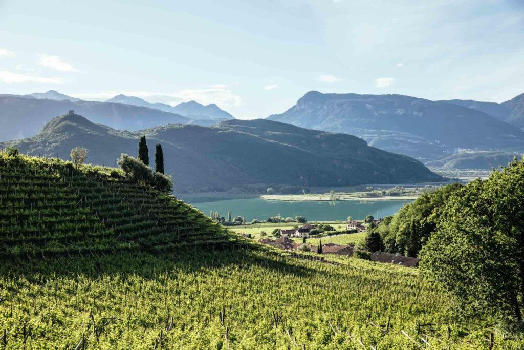 Vini dell'Alto Adige: le guide internazionali li premiano