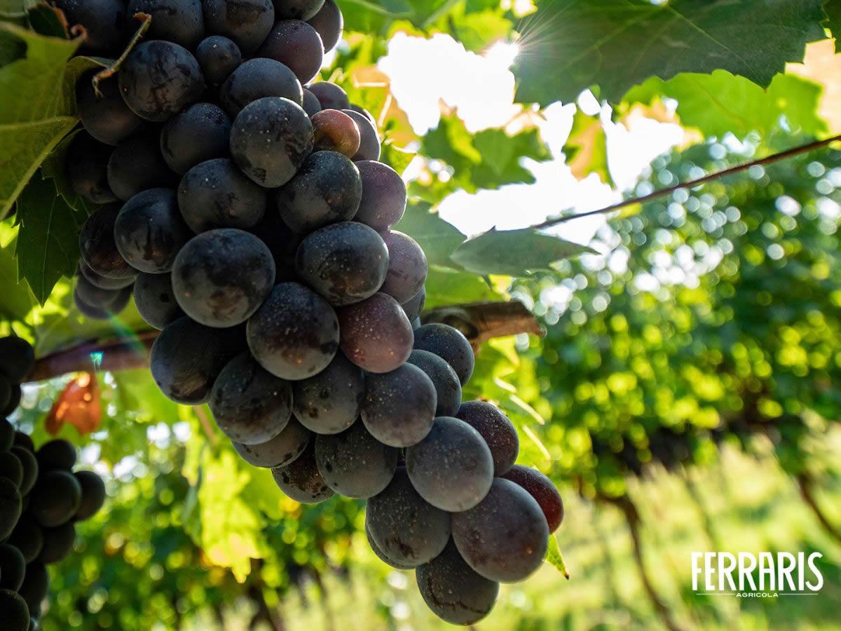 Ruchè Vigna del Parroco: storia e caratteristiche annata 2022