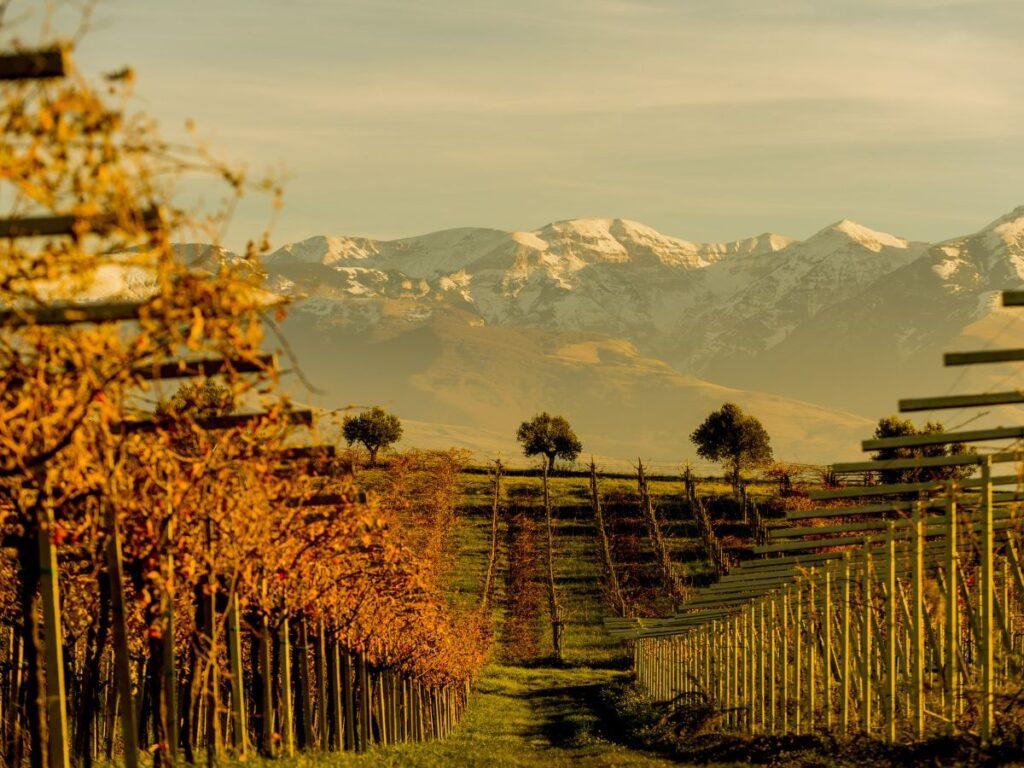 Vigne d'Abruzzo, sospese tra montagna e il mare