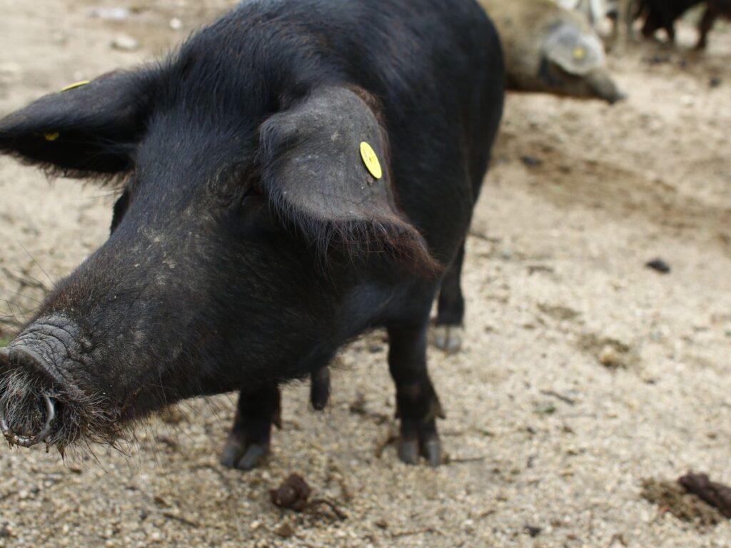 Suino sardo Presidio Slow Food: identikit del pregiato maiale
