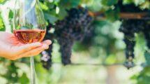 Quali vini siciliani bere nell'estate 2024? 11 etichette da provare