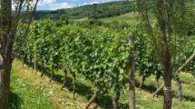 viticoltura-della-serbia-varieta-e-impegno-per-la-qualita