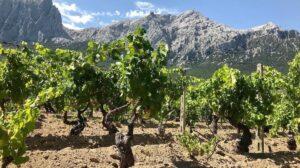 Vigna di Iolei ad Oliena in Sardegna