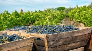 Châteauneuf-du-Pape: ecco 16 etichette per scoprire il celebre vino francese