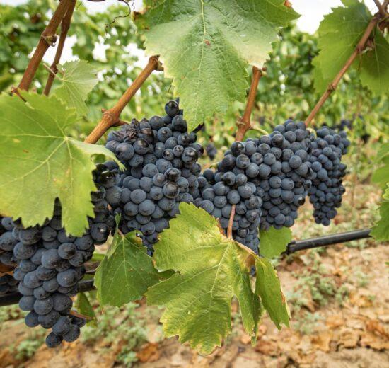 Sulcis: 2 cantine da conoscere per apprezzare i vini locali