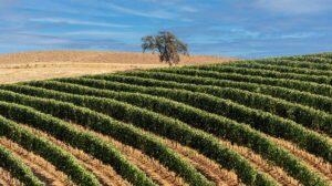 scorcio delle vigne di Morellino di Scansano